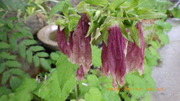 IMGP4525u610.JPG