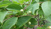 IMGP4560o610.JPG