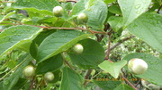 IMGP4660o611.JPG