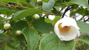 IMGP4746o612.JPG