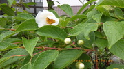 IMGP4864o613.JPG