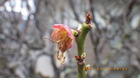 IMGP4874~328.JPG
