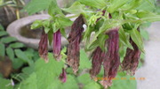 IMGP5025u615.JPG