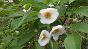IMGP5056o615.JPG