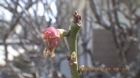 IMGP5122~330.JPG