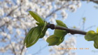 IMGP5772`44.JPG