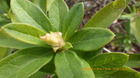 IMGP6101ccW45.JPG