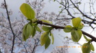 IMGP6192`46.JPG