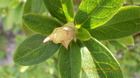 IMGP6195ccW46.JPG