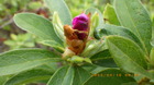 IMGP6849ccW410.JPG