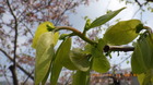 IMGP6991`411.JPG