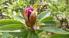 IMGP6993ccW411.JPG