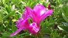 IMGP8360ccW421.JPG