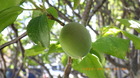 IMGP8382~421.JPG