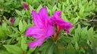 IMGP8581ccW422.JPG