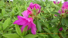 IMGP8694ccW423.JPG