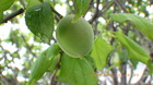 IMGP8713~423.JPG