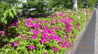 IMGP9725ccW429.JPG