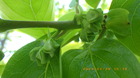 IMGP9824`429.JPG